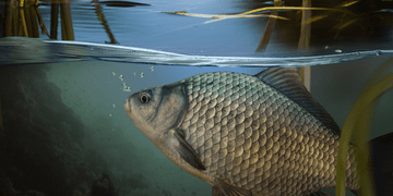 Зображення новини В Україні запустили електронну систему рибного господарства, яка зробить галузь прозорою та підзвітною