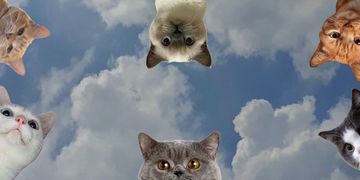 Зображення новини В Україні запустять Єдиний державний реєстр домашніх тварин, який стане основою для створення цифрових ветеринарних паспортів