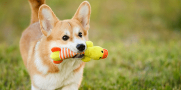 В Україні почався перший етап запуску Єдиного державного реєстру домашніх тварин