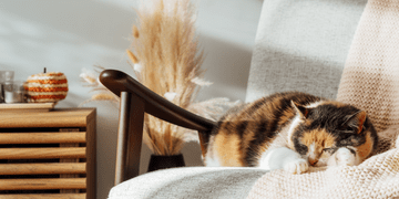 Використовуйте сертифікат єВідновлення для першого внеску за єОселю — розширюємо функціонал