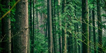 Зображення новини Як відкриті дані допомагають боротися з нелегальним вирубуванням лісів та підвищують прозорість ринку деревини