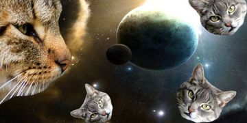 Зображення новини The Unified State Register of Pets will be launched in Ukraine, which will become the basis for creating digital veterinary passports