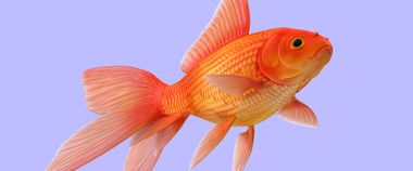 25 тисяч євро на розвиток бізнесу: українські компанії зможуть отримати гранти від EU4Business