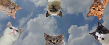 Зображення новини В Україні запустять Єдиний державний реєстр домашніх тварин, який стане основою для створення цифрових ветеринарних паспортів