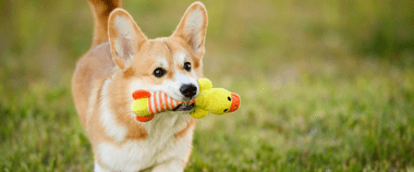 Зображення новини В Україні почався перший етап запуску Єдиного державного реєстру домашніх тварин