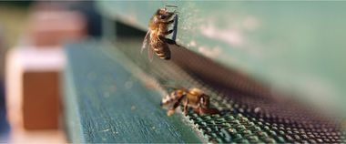 Зображення новини Система “Вулик" отримала Атестат відповідності комплексної системи захисту інформації