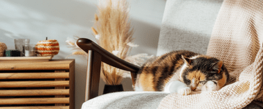 Зображення новини Використовуйте сертифікат єВідновлення для першого внеску за єОселю — розширюємо функціонал