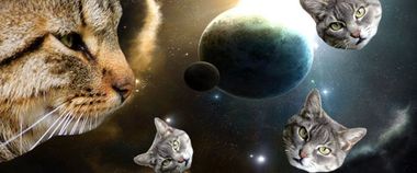 Зображення новини The Unified State Register of Pets will be launched in Ukraine, which will become the basis for creating digital veterinary passports