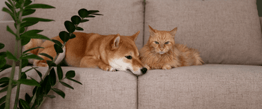 Зображення новини В Україні запустять Єдиний державний реєстр домашніх тварин: брифінг щодо запуску експериментального проєкту відбудеться 3 листопада